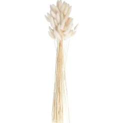 A Touch Of Pampas Off White Dried Bunny Tail Grass (20Pk)<Party Delights New