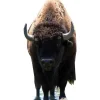Bison (Buffalo) Cardboard Cutout - 180Cm X 90Cm<Party Delights Outlet