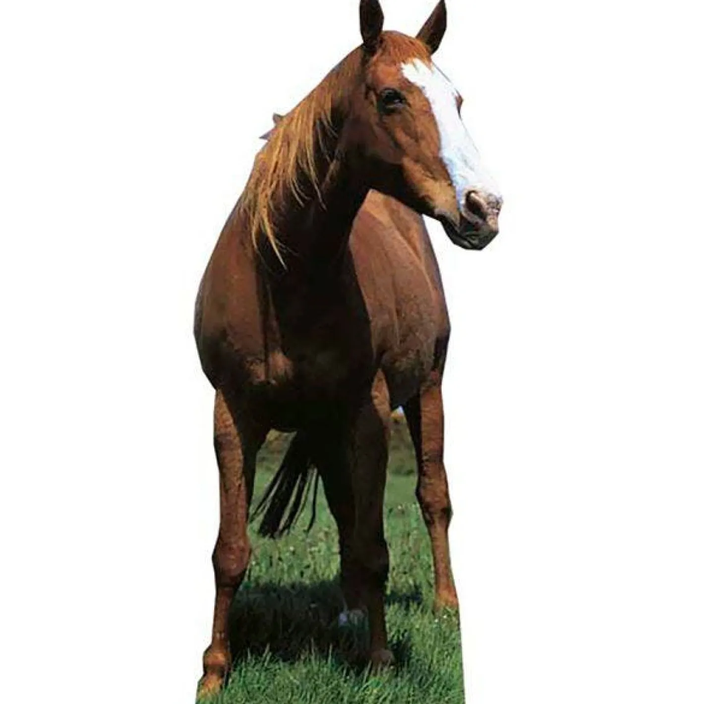 Horse Cardboard Cutout - 190Cm X 80Cm<Party Delights Online