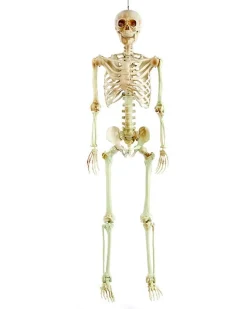 Party Delights Props<Life Size Skeleton Prop