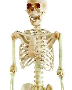 Party Delights Props<Life Size Skeleton Prop