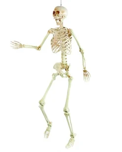 Party Delights Props<Life Size Skeleton Prop