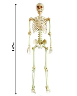 Party Delights Props<Life Size Skeleton Prop
