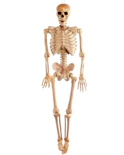 Party Delights Skeletons & Tombstones<Realistic Skeleton - 1.5M Halloween Prop