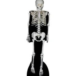 Party Delights Cut Outs & Scene Setters<Skeleton Cardboard Cutout - 189Cm X 57Cm